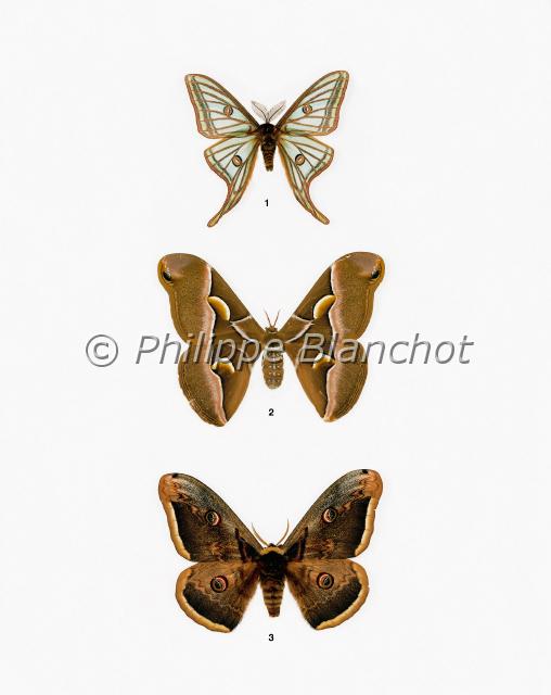 papillons 06.JPG - in "Le Guide Entomologique"Patrice Leraut et Philippe BlanchotEds Delachaux & Niestlé 2003Lépidoptères1 Actias isabellae (Graëlls), L’Isabelle, Saturniidae2 Samia cynthia (Drury), Le Bombyx de l’ailante, Saturniidae3 Saturnia pyri (Denis & Schiffermüller), Le Grand paon de nuit, Saturniidae